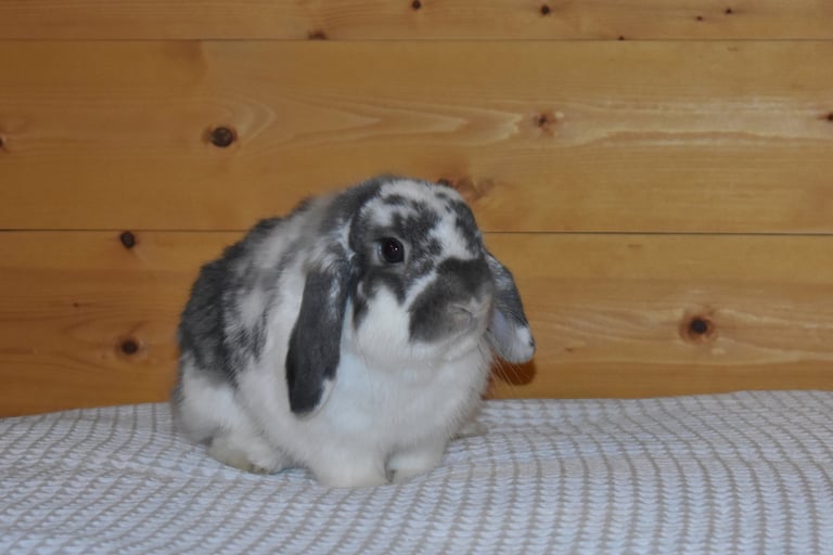 Hot Cross Buns' Kipling - Neutered opal buck