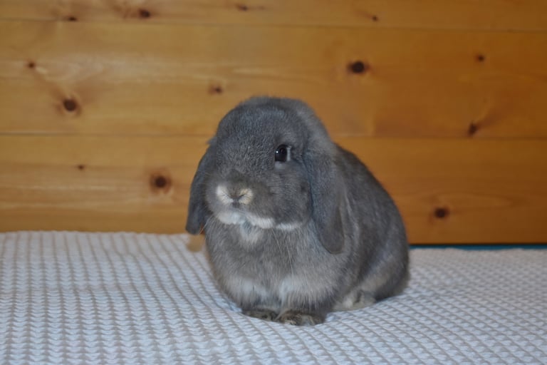 Hot Cross Buns' Meadowlark - junior opal buck