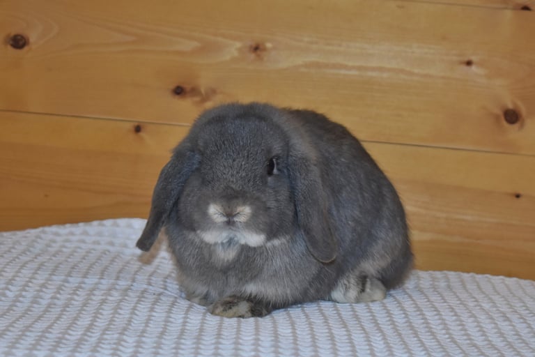 Hot Cross Buns' Lark - junior opal buck