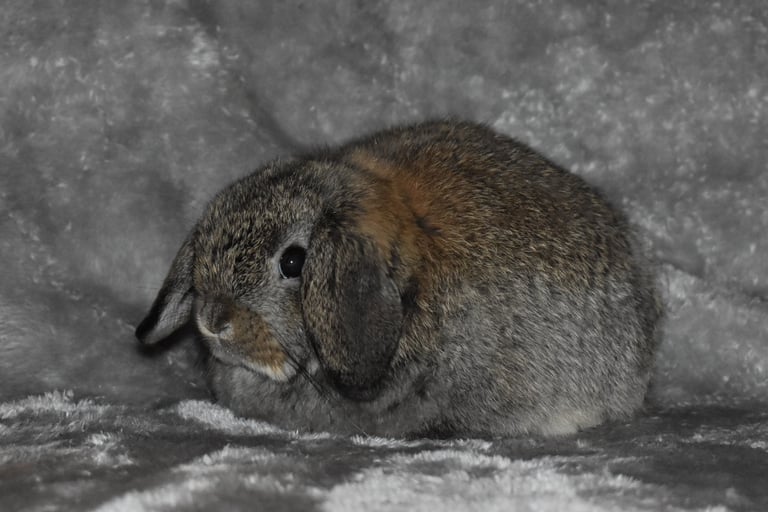 Hot Cross Buns' Linus 