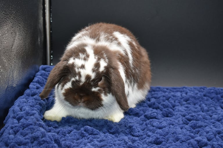 Hot Cross Buns Loofah - broken chocolate neutered buck