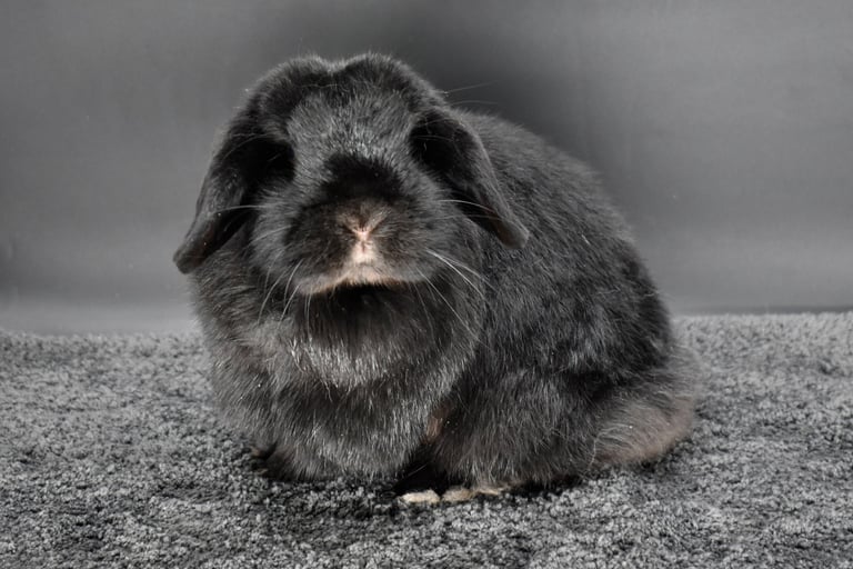 Mississippi Mud Pie - spayed solid black Holland Lop doe on black background