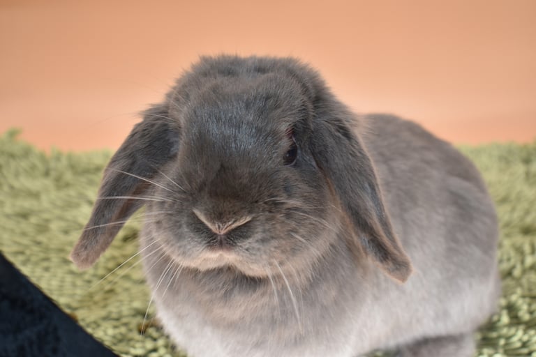 Hot Cross Buns' Noelle - solid lilac doe