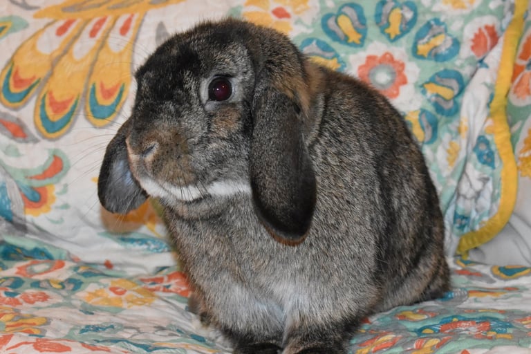 Hot Cross Buns' Oona - chestnut doe has found forever family