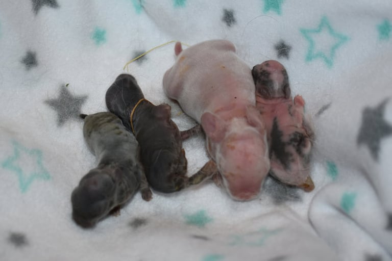 Healthy Holland Lop kit and three peanut litter mates