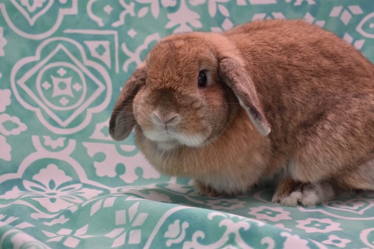Hot Cross Buns' Penelope - solid orange Holland Lop doe on teal and white background