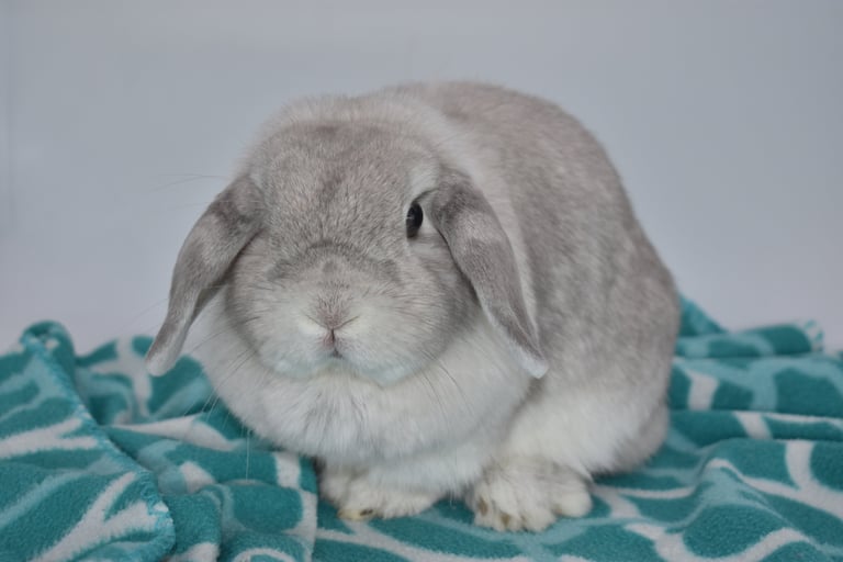 Holland Lop rabbit from Hot Cross Buns Holland Lops