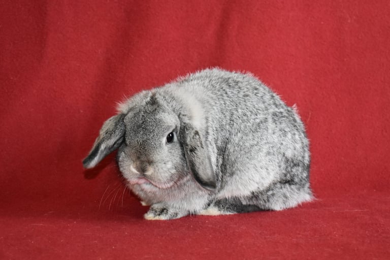 Hot Cross Buns' Posey - Solid chinchilla doe on red background