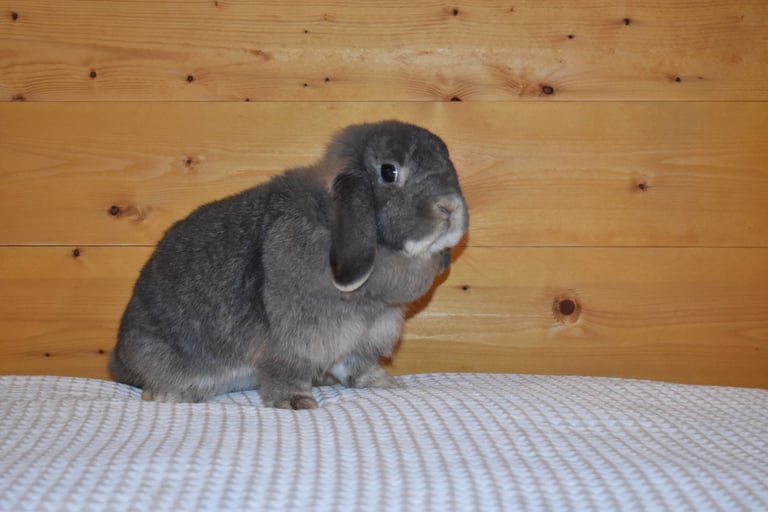 Hot Cross Buns' Quinoa - spayed opal doe