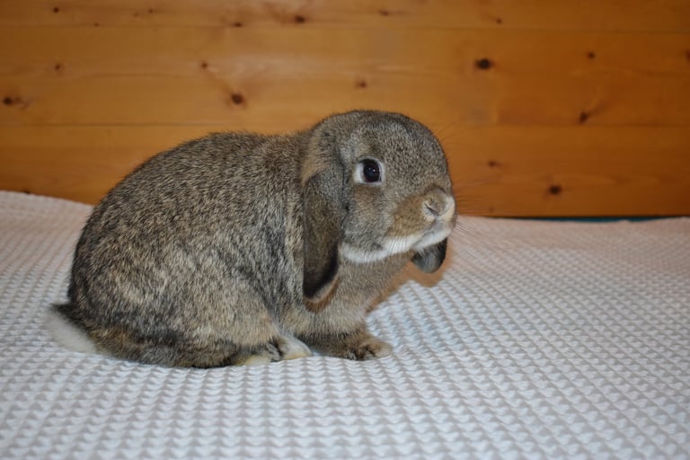 Hot Cross Buns' Robin - Junior chestnut buck