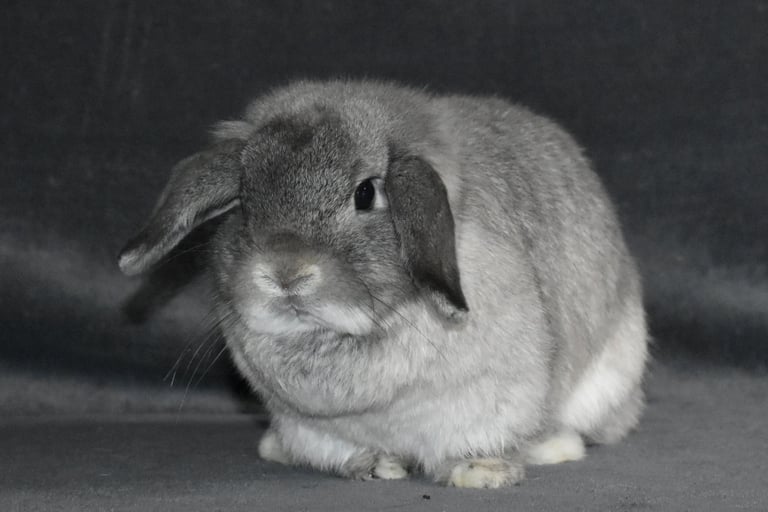 Hot Cross Buns' Rosie - solid squirrel Holland Lop doe on grey background