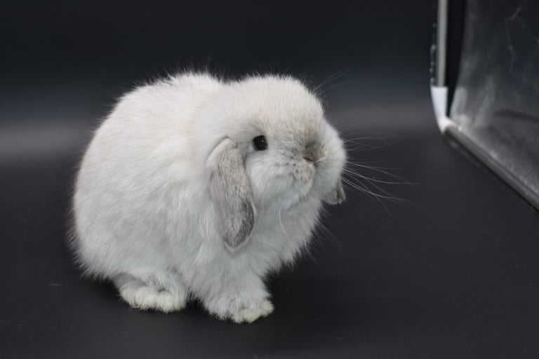 Hot Cross Buns' Sand Dollar - baby fuzzy Holland Lop doe