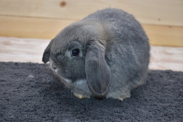 Hot Cross Buns' Saunter - solid opal junior doe