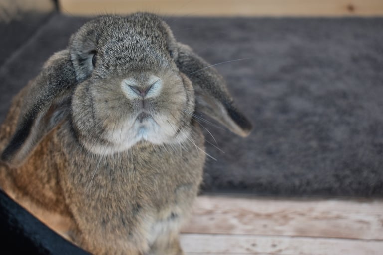 Hot Cross Buns' Scuba - chestnut Holland Lop junior doe on black background
