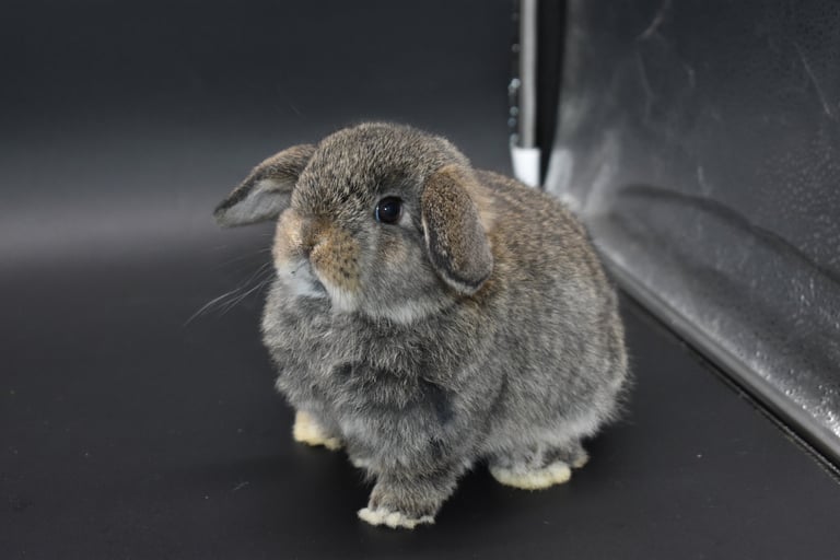 Hot Cross Buns' Scuba - chestnut Holland Lop baby doe on black background