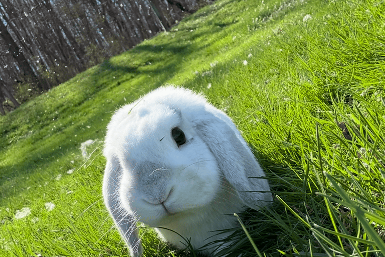 Sydney S. - Snowball - rehome for ill grandmother