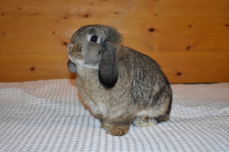 Hot Cross Buns' Sparrow - junior chestnut doe