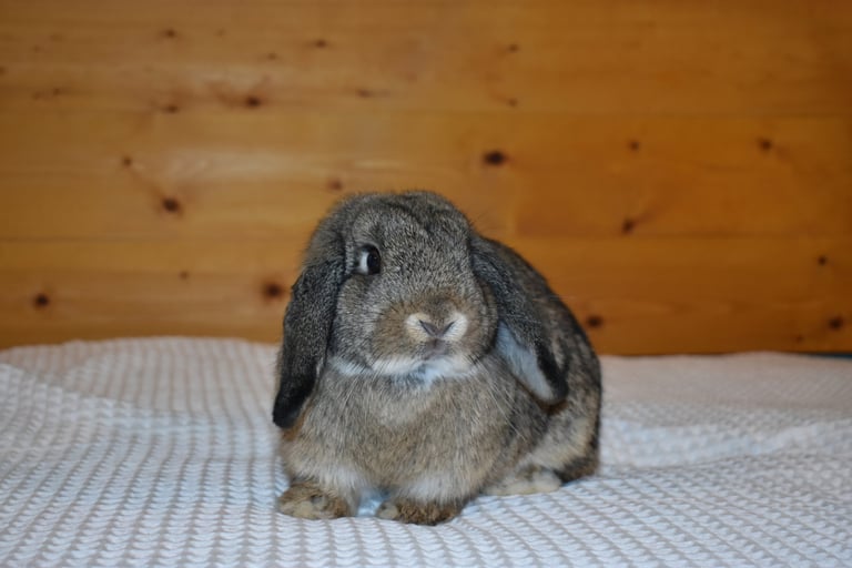 Hot Cross Buns' Sparrow - junior chestnut doe