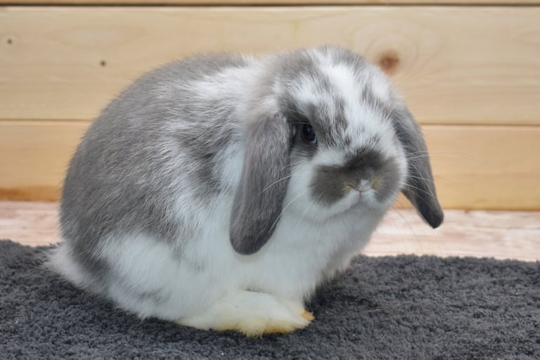 Hot Cross Buns' Toddles - broken opal baby doe