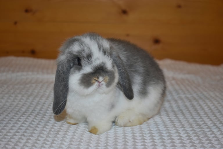 Hot Cross Buns' Toddles - broken opal  baby doe