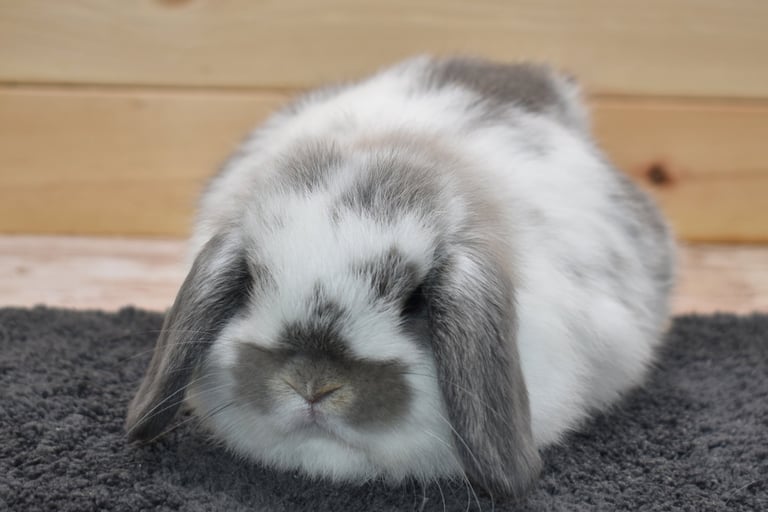 Hot Cross Buns' Waddles - broken opal baby doe