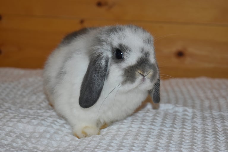 Hot Cross Buns' Waddles - Baby broken opal doe