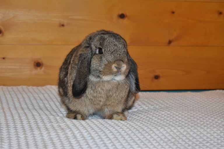 Hot Cross Buns' Wren - junior chestnut doe
