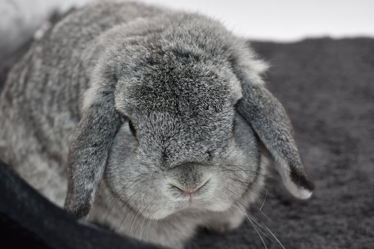 Hot Cross Buns' You Are My Sunshine - Solid chinchilla Holland Lop buck on black background