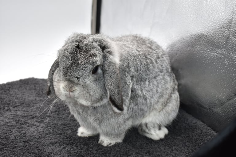 Hot Cross Buns' You Are My Sunshine - solid chinchilla breeding buck