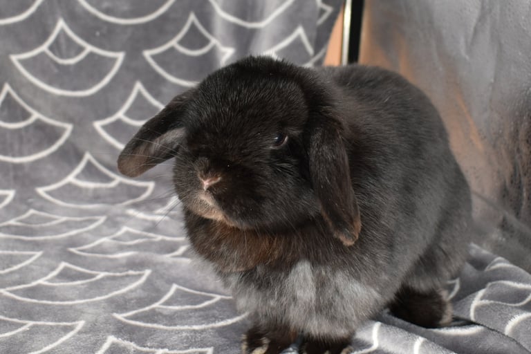 Hot Cross Buns' Zinnia - black Holland Lop breeding doe 