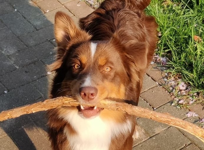 Berger_Australien_LaPatPattes