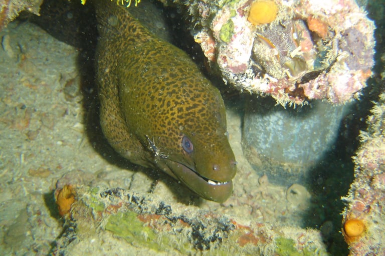 borneo sipadan diving moray eel