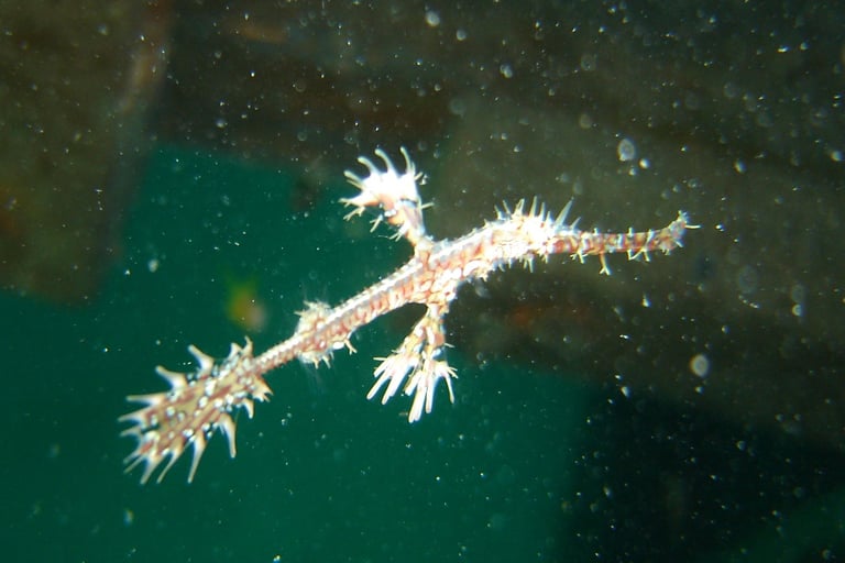 borneo sipdan diving ghost pipefish