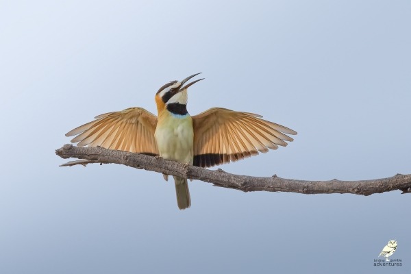Witkeelbijeneter met gespreide vleugels in Gambia