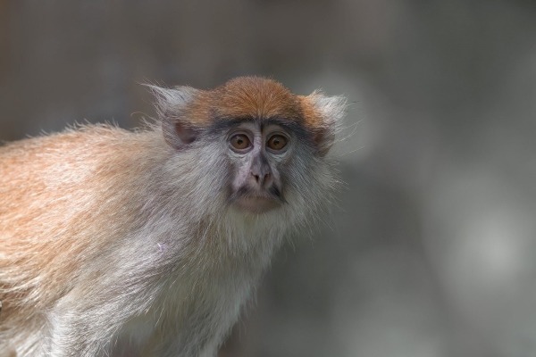 A close-up portrait of a Patas monkey featuring its distinctive reddish-brown fur and white whiskers.