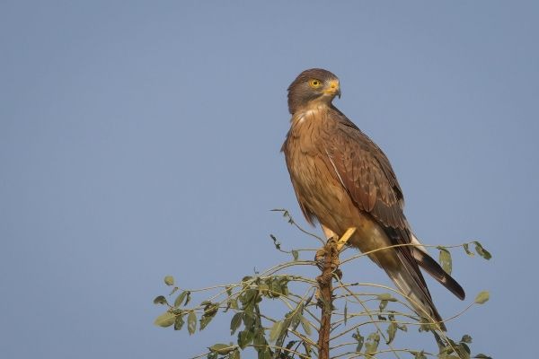 A brown white-eyed buzzard perched on top of a leafy branch against a clear blue sky background.