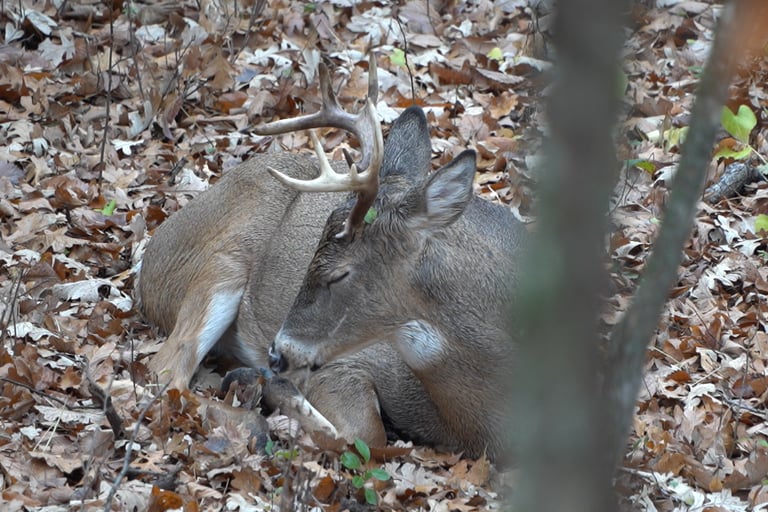 whitetail buck bedded