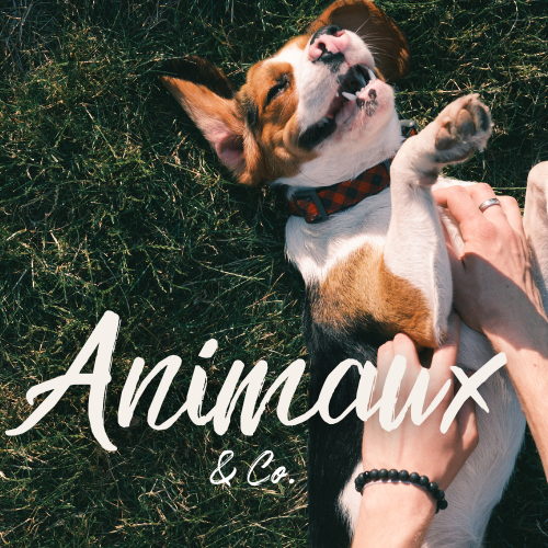 Chien allongĂ© sur lâherbe recevant des caresses, illustrant la rubrique Animaux & Co du blog dĂ©diĂ©e Ă la cause animale