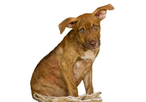 petit chien avec l'air triste issu de refuge