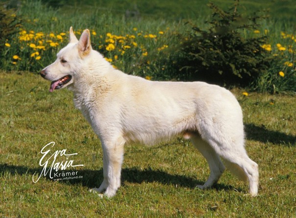 Historique du berger blanc suisse white shepherd Champion von Kron