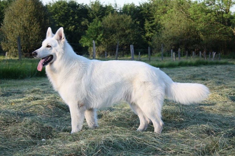 Doom Berger Blanc Suisse White Swiss Shepherd