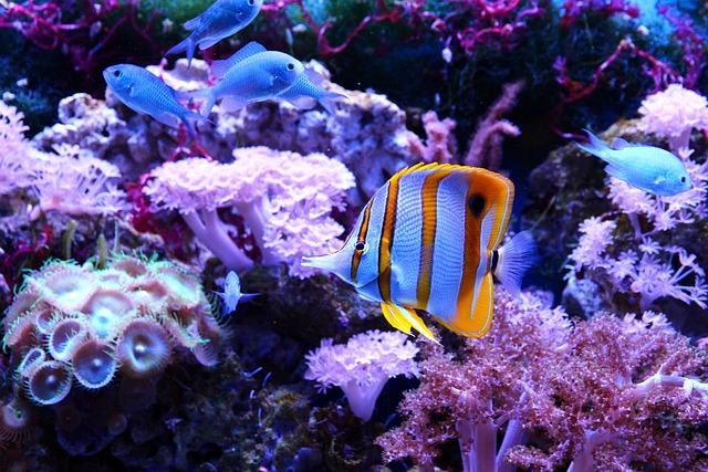 poisson coloré au milieu des coraux