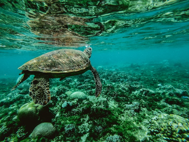 tortue au fond d'un océan