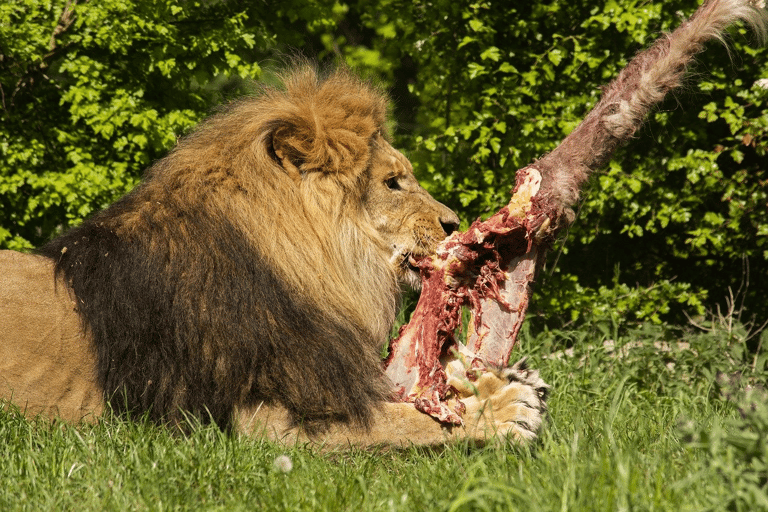 Lion eating meat