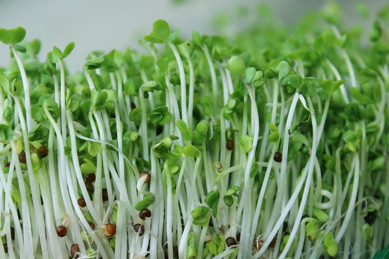 Broccoli Sprouts Healing Properties