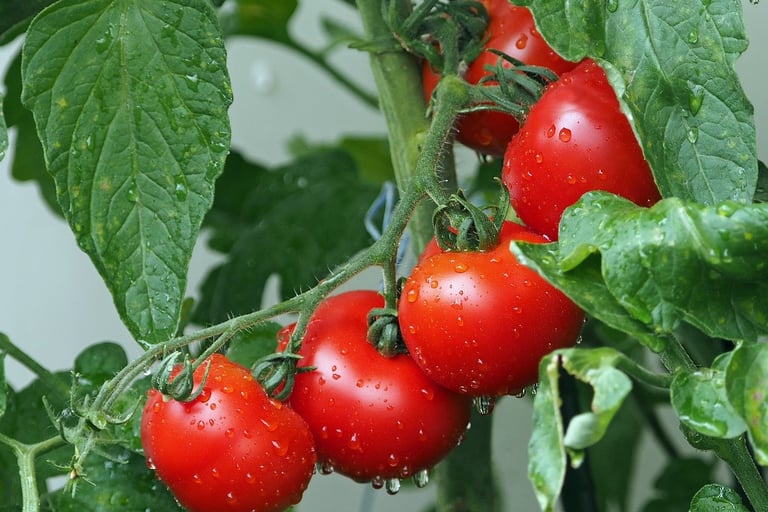 Beautiful tomatoes