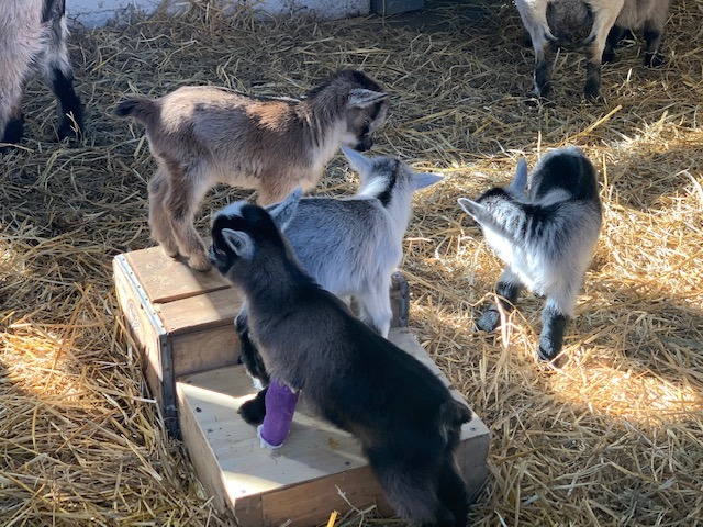 Amish Goats for sale 