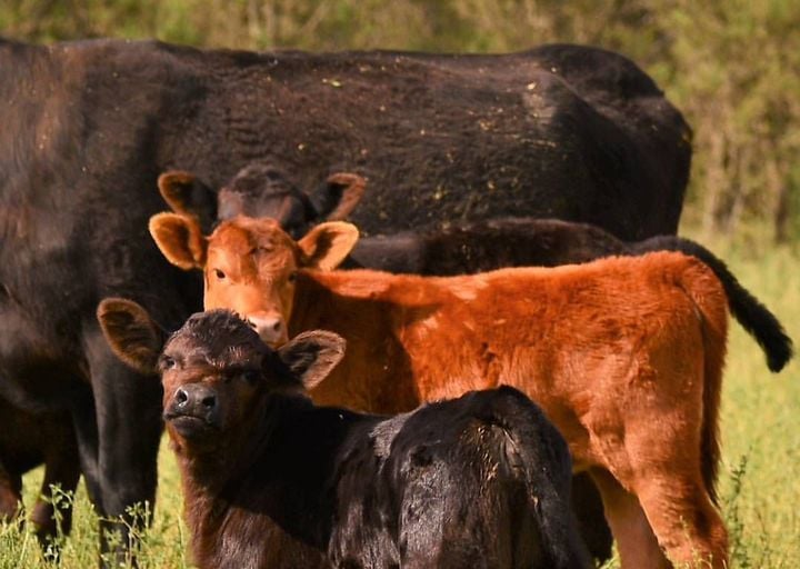 Angus Cattle for Sale