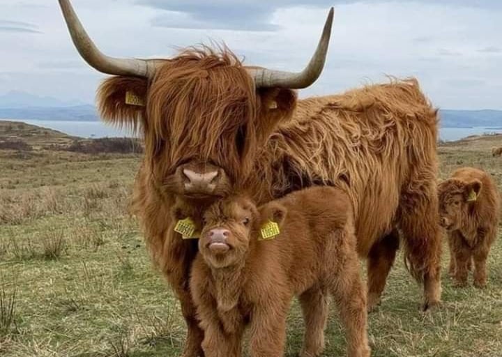 Mini Highland Cows for Sale