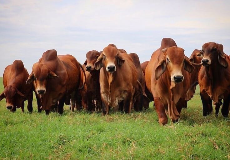 Braham Cows for Sale